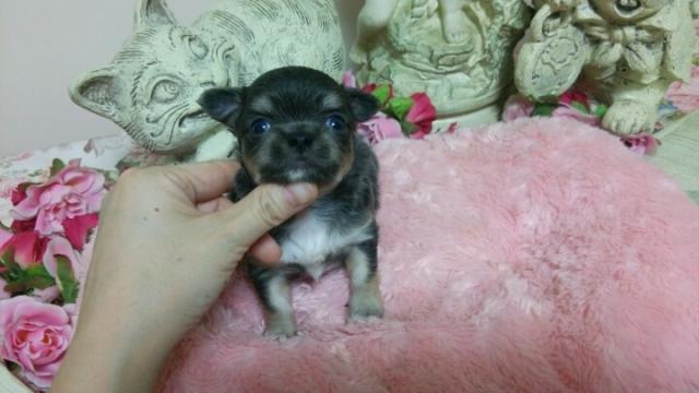 チワワ（ロングコート）