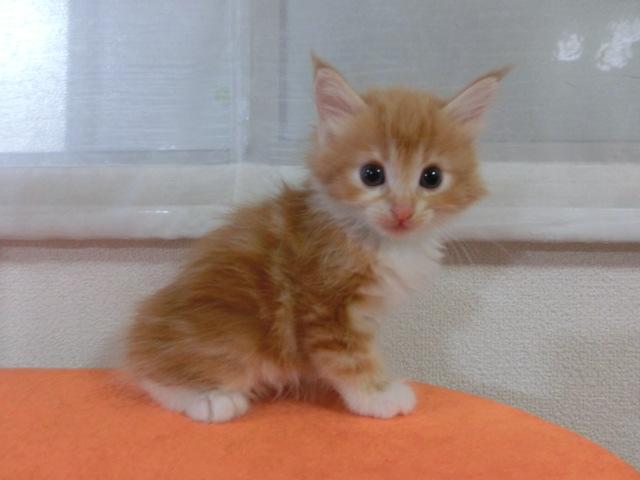 ノルウェージャンフォレストキャット