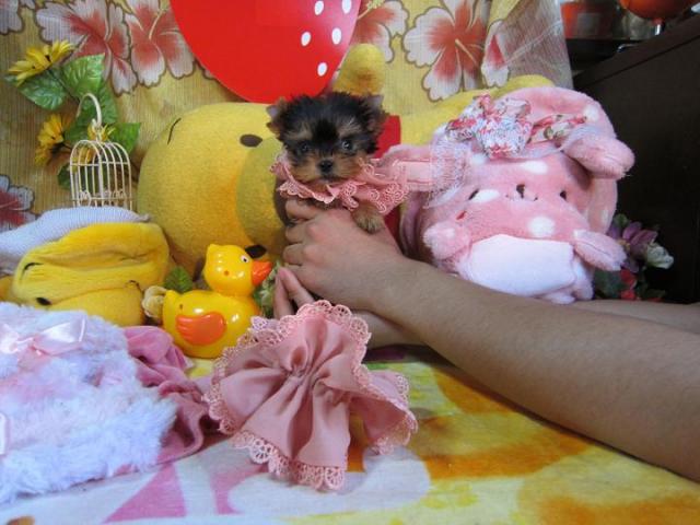 ヨークシャーテリア