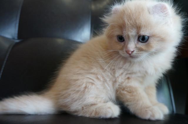 アメリカンカール