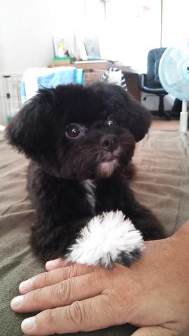 MIXプーチー(通称)