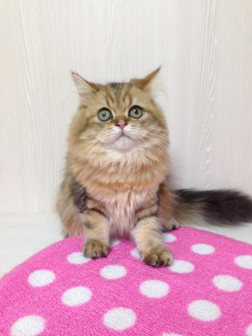 ペルシャ