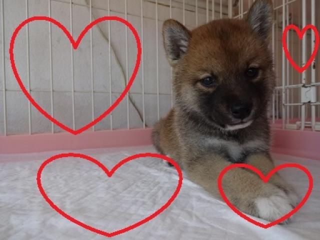 柴犬