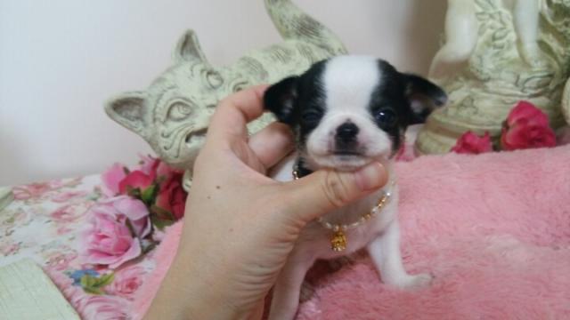 チワワ（スムースコート）