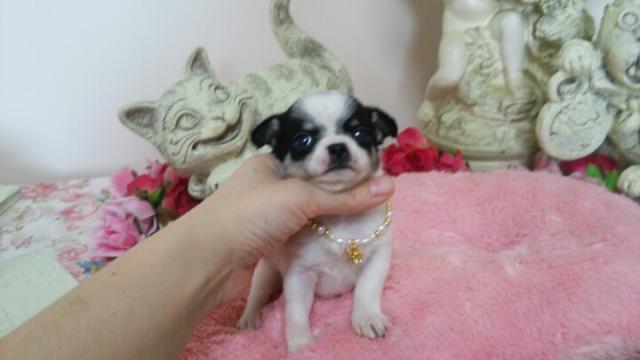 チワワ（スムースコート）