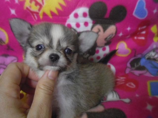 チワワ（ロングコート）