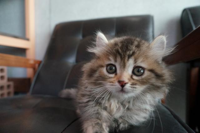 マンチカンキンカロー