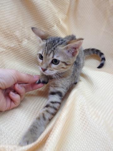 ベンガル