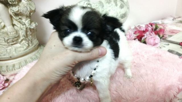 チワワ(ロングコート)