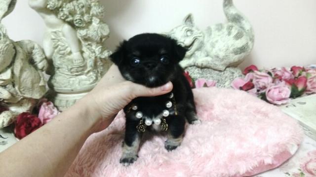 チワワ（ロングコート）