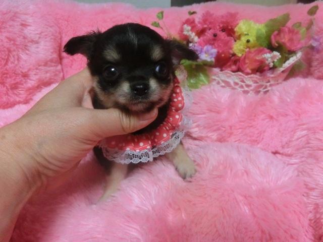 チワワ（ロングコート）