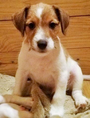 ジャックラッセルテリア