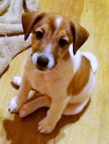 ジャックラッセルテリア