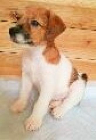 ジャックラッセルテリア