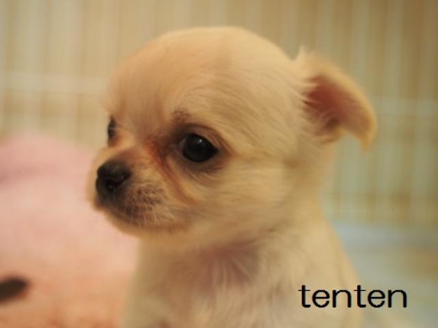 チワワ（ロングコート）