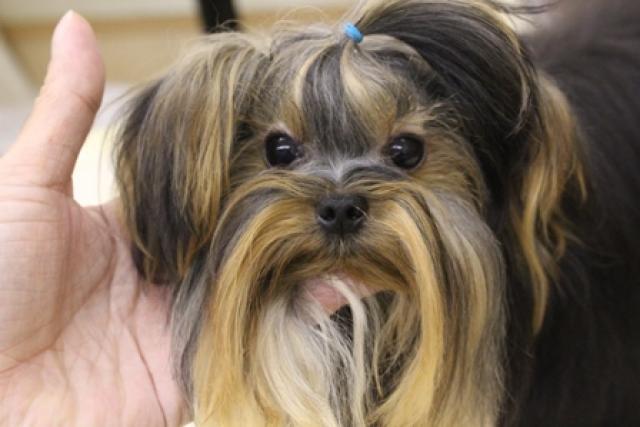 ヨークシャーテリア