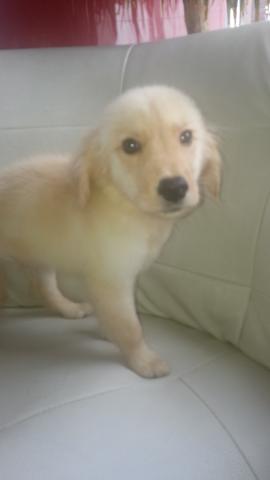 ゴールデンレトリーバー