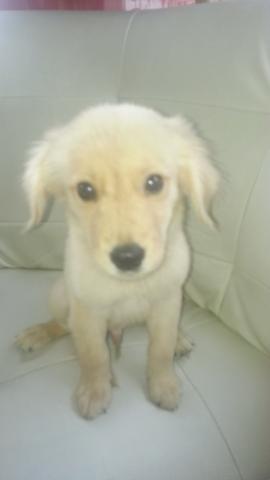 ゴールデンレトリーバー