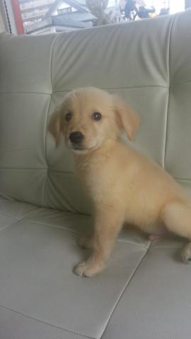 ゴールデンレトリーバー