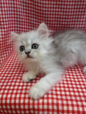 ペルシャ・ヒマラヤン