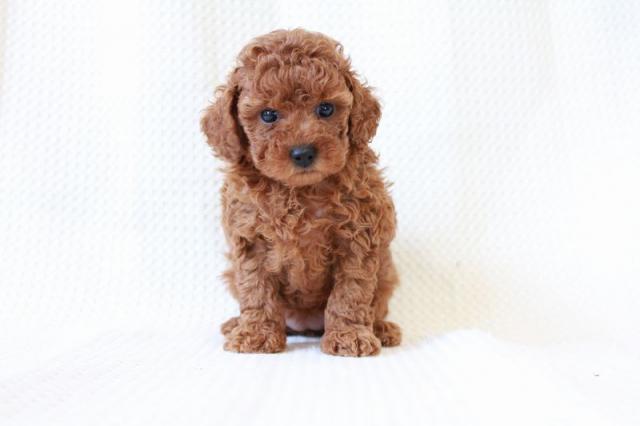 トイプードル