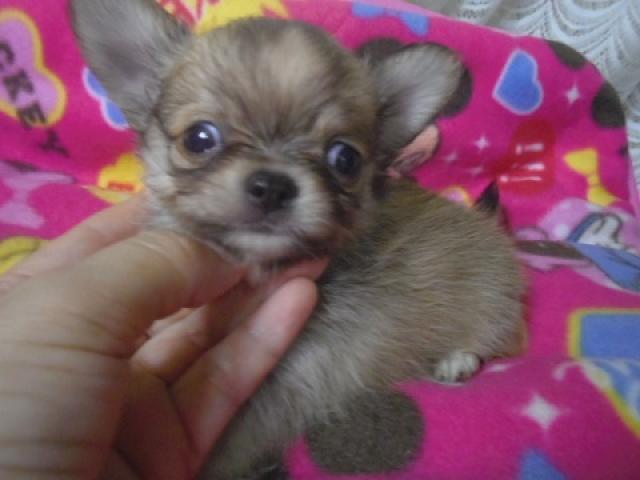 チワワ（ロングコート）