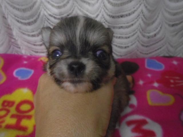 チワワ(ロングコート)