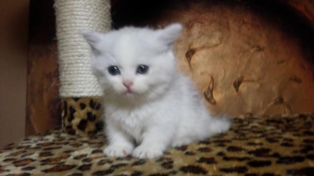 マンチカン短足