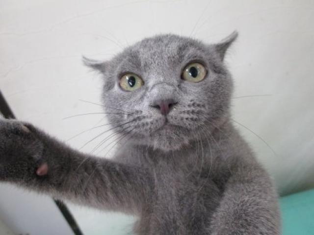 ロシアンブルー