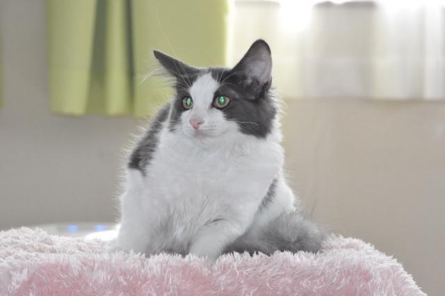 ノルウェージャンフォレストキャット
