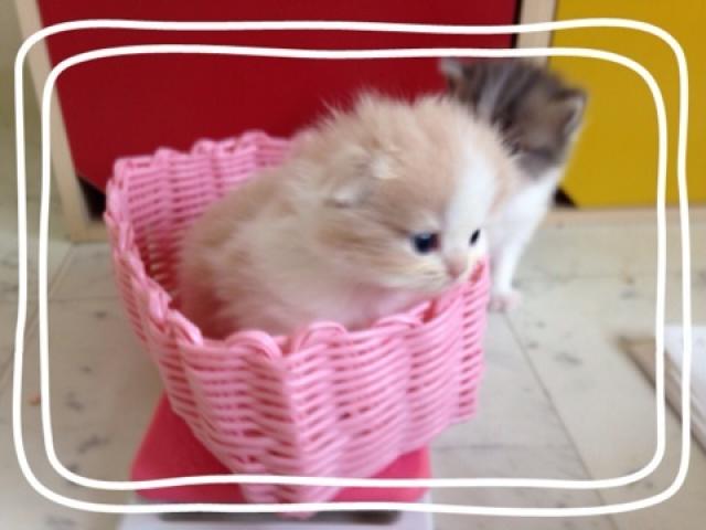 スコティッシュフォールド