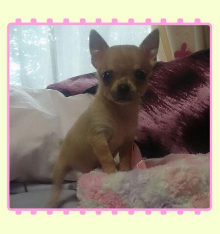 チワワ（スムースコート）