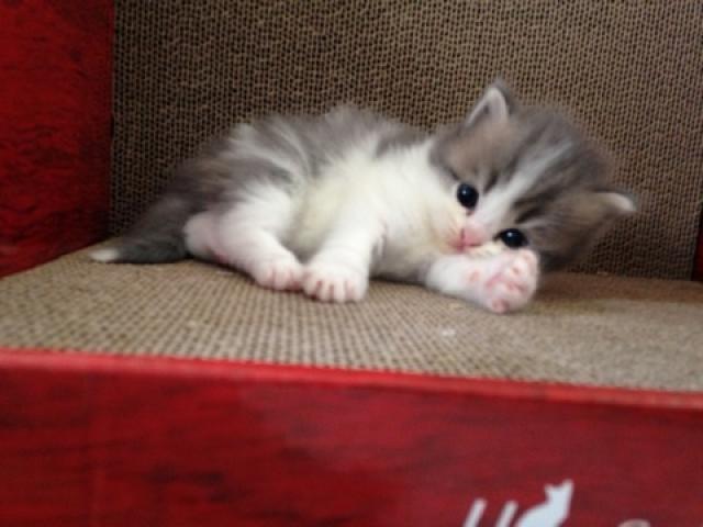 スコティッシュフォールド