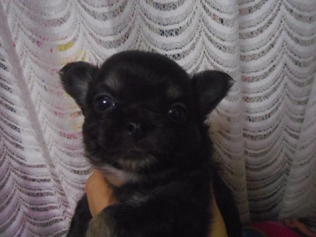 チワワ（ロングコート）