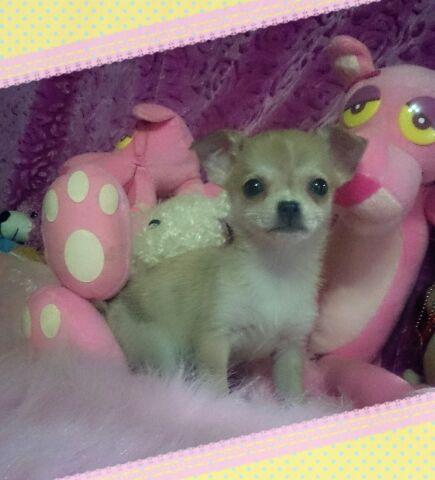 チワワ（スムースコート）