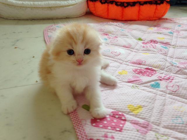 スコティッシュフォールド