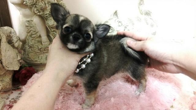 チワワ(ロングコート)