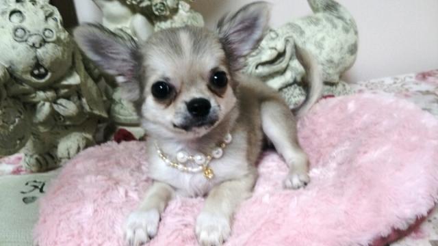 チワワ（ロングコート）