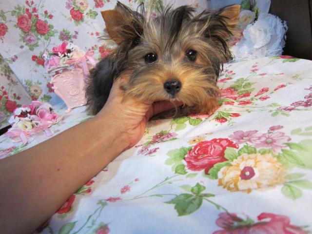 ヨークシャーテリア