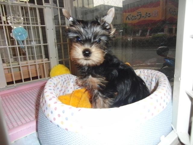 ヨークシャーテリア