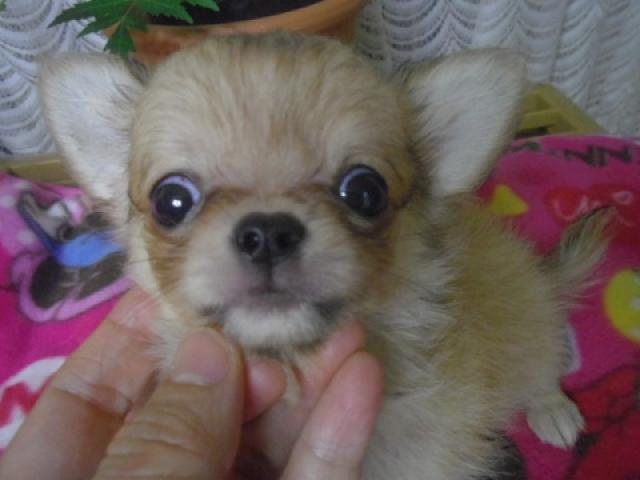 チワワ（ロングコート）