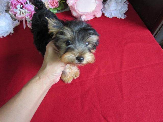 ヨークシャーテリア