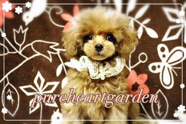 pureheartgarden