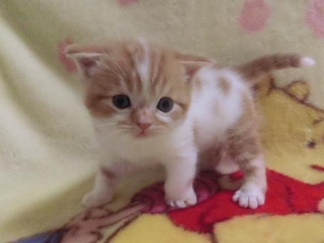 スコティッシュフォールド