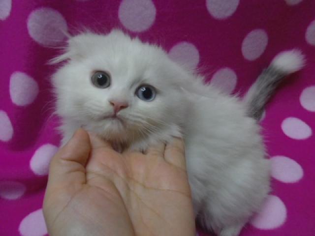 スコティッシュフォールド