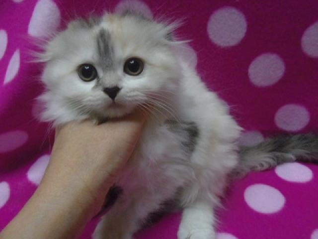 スコティッシュフォールド