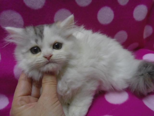 スコティッシュフォールド