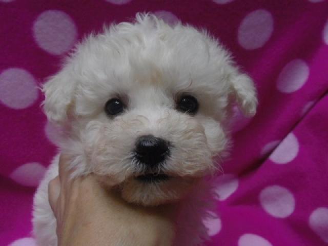 ビションフリーゼ