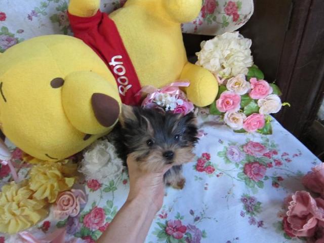 ヨークシャーテリア