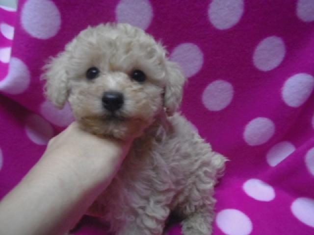 トイプードル